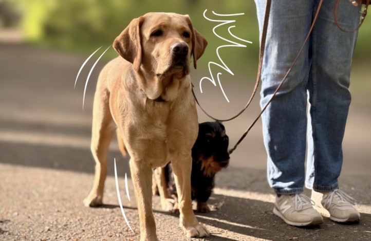 Workshop Hundebegegnungen 